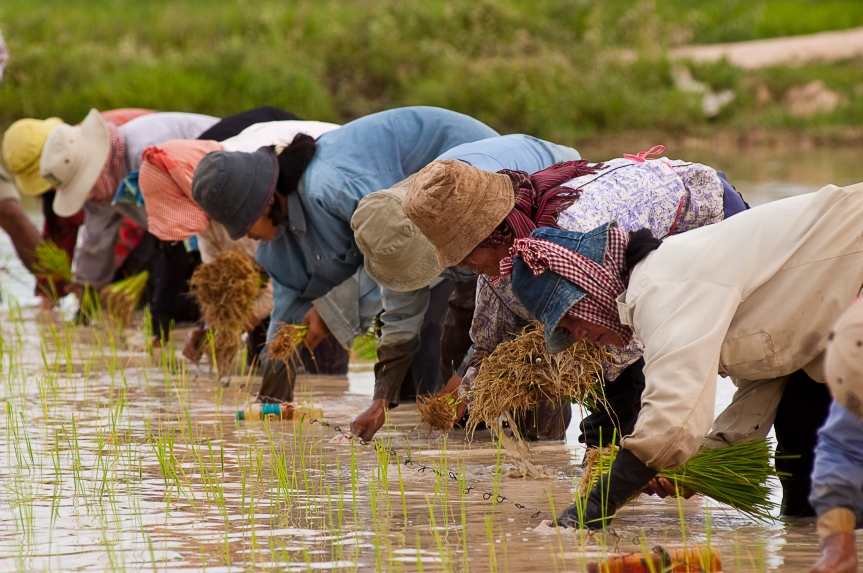 Cambodian farmers planting rice. 2004. Photo: Brad Collis